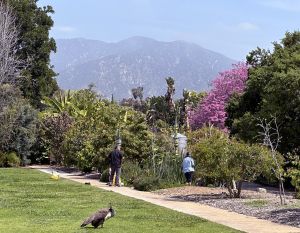 LA Arboretum Peacock and mountains